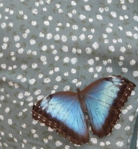 Butterflies & Tea 2015